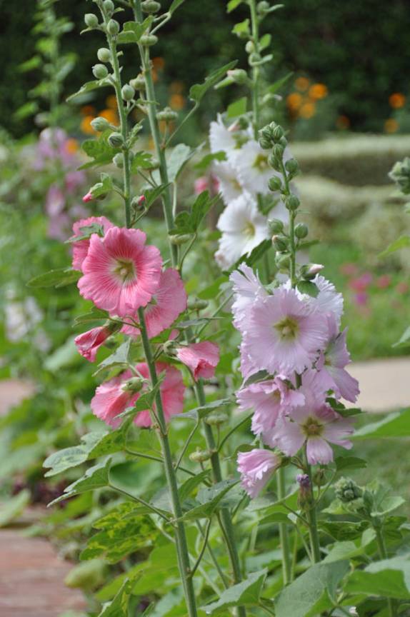 Flôres no hotel Florida, em Filadelfia - Paraguai